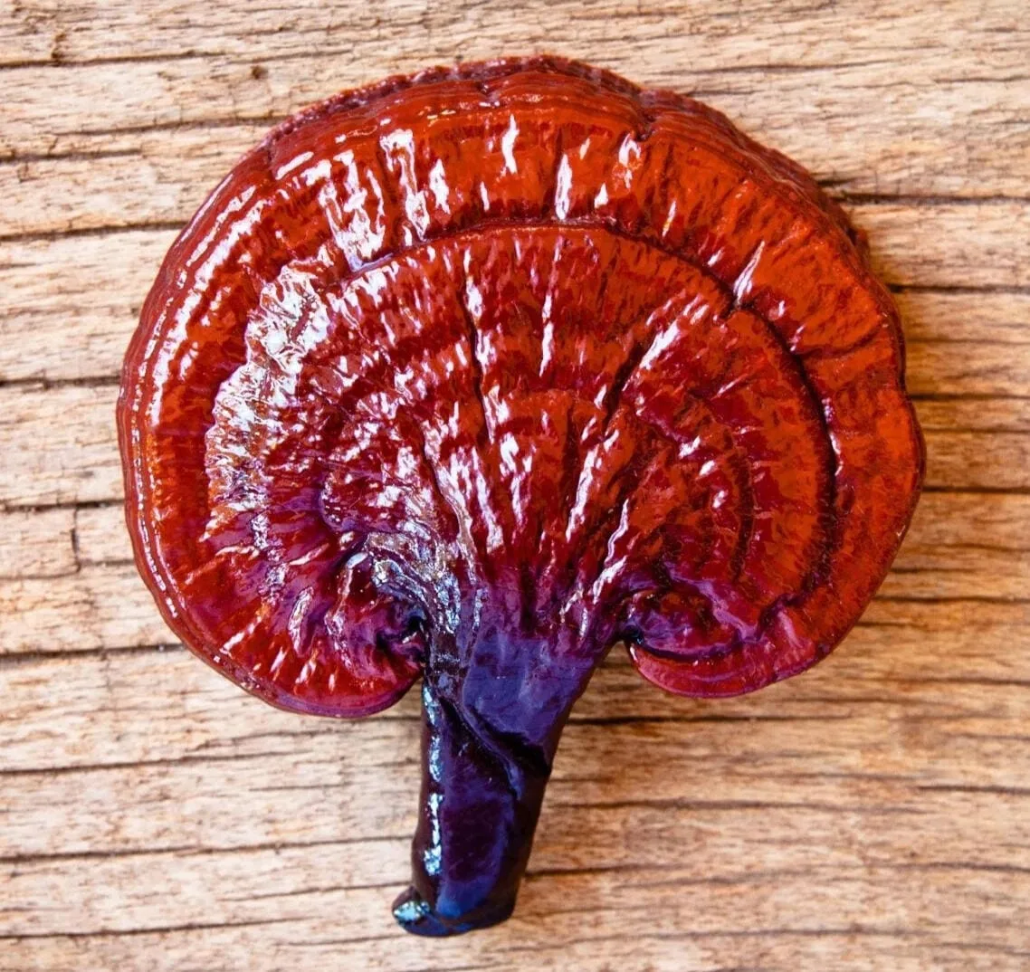 Ciupercă Ganoderma lucidum, cu pălăria roșie lucioasă, așezată pe lemn
